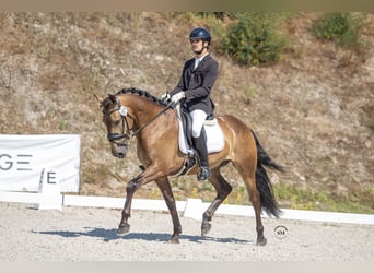 Lusitanos, Semental, 5 años, 162 cm, Buckskin/Bayo