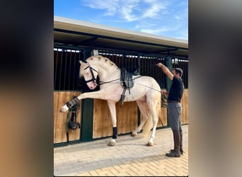 Lusitanos, Semental, 5 años, 162 cm, Cremello