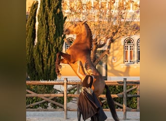 Lusitanos, Semental, 5 años, 163 cm, Buckskin/Bayo