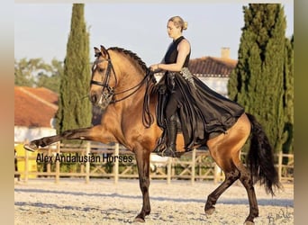 Lusitanos, Semental, 5 años, 163 cm, Buckskin/Bayo