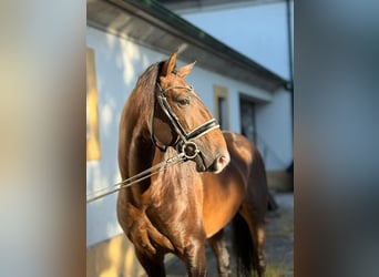 Lusitanos, Semental, 5 años, 164 cm, Castaño
