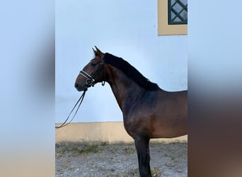 Lusitanos, Semental, 5 años, 164 cm, Castaño