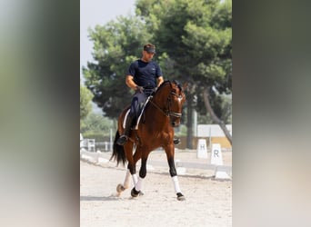 Lusitanos, Semental, 5 años, 164 cm, Castaño oscuro