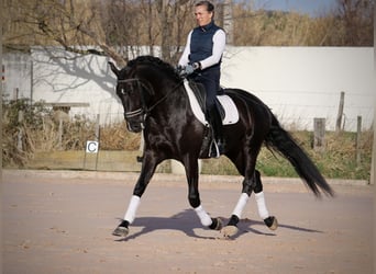 Lusitanos, Semental, 5 años, 164 cm, Negro