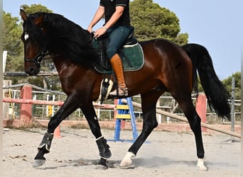 Lusitanos, Semental, 5 años, 165 cm, Castaño