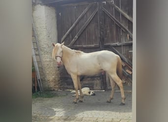Lusitanos, Semental, 5 años, 165 cm, Perlino