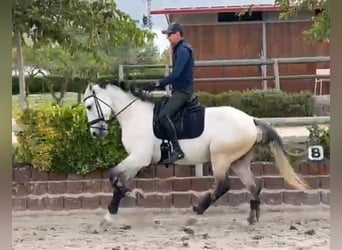 Lusitanos, Semental, 5 años, 165 cm, Tordo