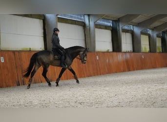 Lusitanos, Semental, 5 años, 166 cm, Buckskin/Bayo