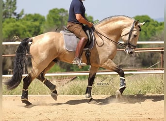 Lusitanos Mestizo, Semental, 5 años, 168 cm, Bayo