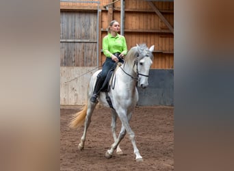 Lusitanos, Semental, 5 años, 168 cm, Tordo