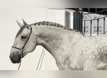 Lusitanos, Semental, 5 años, 170 cm, Tordo rodado