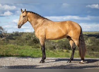 Lusitanos, Semental, 5 años, Bayo