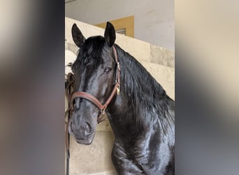 Lusitanos, Semental, 6 años, 155 cm, Negro