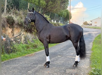 Lusitanos, Semental, 6 años, 155 cm, Negro