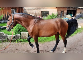Lusitanos, Semental, 6 años, 157 cm, Castaño