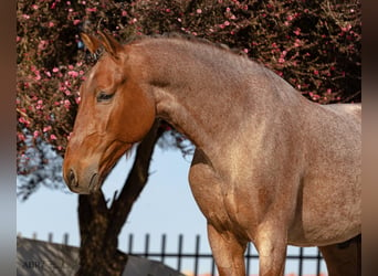 Lusitanos Mestizo, Semental, 6 años, 158 cm, Castaño-ruano