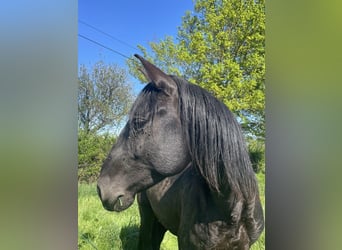 Lusitanos, Semental, 6 años, 158 cm, Morcillo