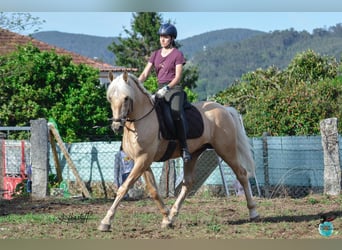 Lusitanos, Semental, 6 años, 160 cm, Perla