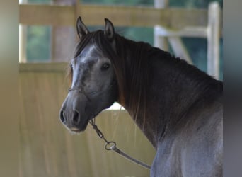 Lusitanos, Semental, 6 años, 160 cm, Tordo