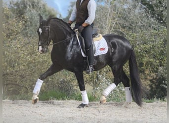 Lusitanos, Semental, 6 años, 161 cm, Negro