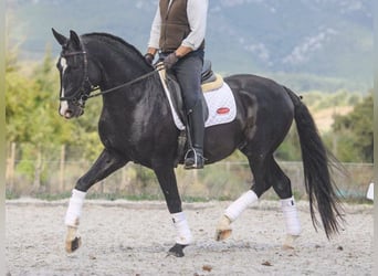 Lusitanos, Semental, 6 años, 161 cm, Negro