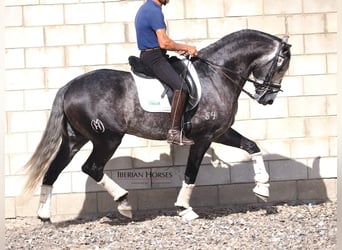 Lusitanos, Semental, 6 años, 165 cm, Tordo