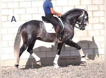Lusitanos, Semental, 6 años, 165 cm, Tordo