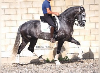 Lusitanos, Semental, 6 años, 165 cm, Tordo