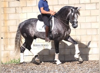 Lusitanos, Semental, 6 años, 165 cm, Tordo