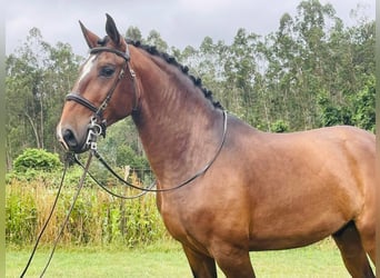 Lusitanos, Semental, 6 años, 166 cm, Castaño