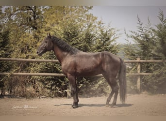 Lusitanos, Semental, 6 años, 166 cm, Negro