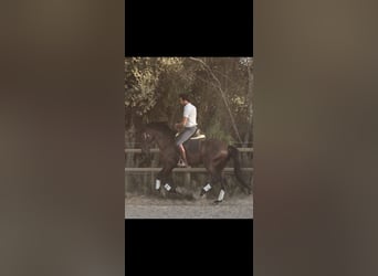 Lusitanos, Semental, 6 años, 166 cm, Negro
