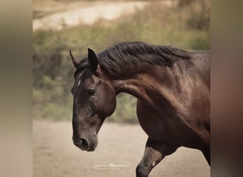 Lusitanos, Semental, 6 años, 166 cm, Negro