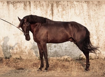 Lusitanos, Semental, 6 años, 166 cm, Negro
