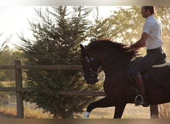 Lusitanos, Semental, 6 años, 166 cm, Negro