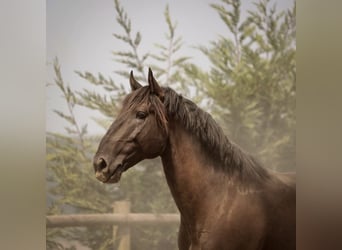 Lusitanos, Semental, 6 años, 166 cm, Negro
