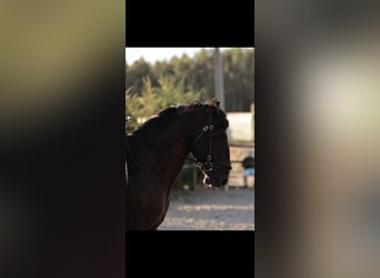 Lusitanos, Semental, 6 años, 166 cm, Negro