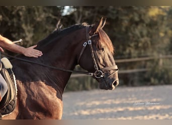 Lusitanos, Semental, 6 años, 166 cm, Negro