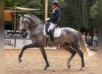 Lusitanos, Semental, 6 años, 166 cm, Tordo rodado