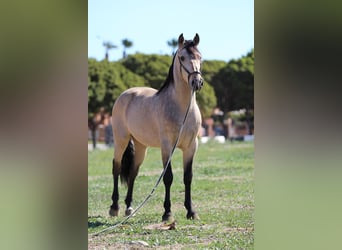 Lusitanos Mestizo, Semental, 6 años, 167 cm, Buckskin/Bayo