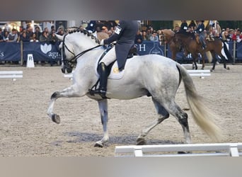 Lusitanos, Semental, 6 años, 175 cm, Tordo
