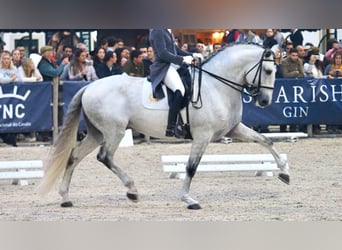 Lusitanos, Semental, 6 años, 175 cm, Tordo