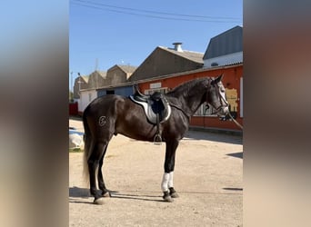 Lusitanos, Semental, 6 años, Castaño