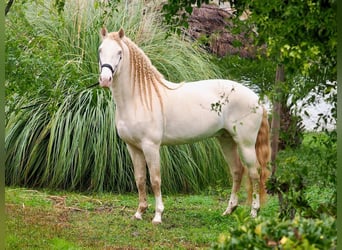 Lusitanos, Semental, 7 años, 159 cm, Perlino