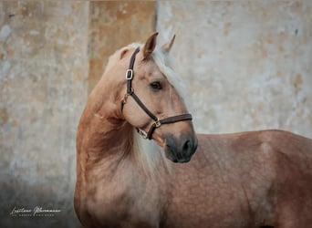 Lusitanos Mestizo, Semental, 7 años, 160 cm, Palomino