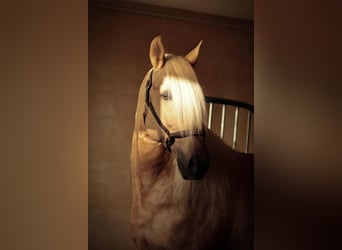 Lusitanos Mestizo, Semental, 7 años, 160 cm, Palomino