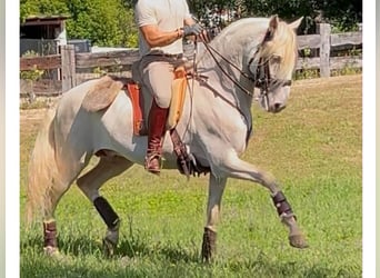 Lusitanos, Semental, 7 años, 160 cm, Perlino