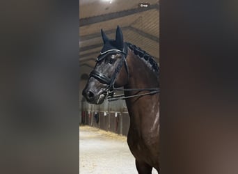 Lusitanos, Semental, 7 años, 163 cm, Castaño oscuro