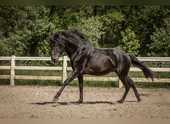 Lusitanos, Semental, 7 años, 163 cm, Negro