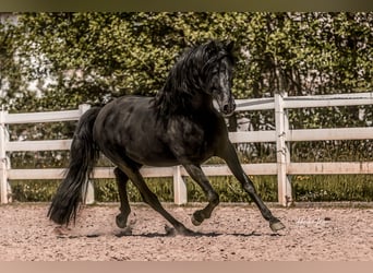 Lusitanos, Semental, 7 años, 163 cm, Negro
